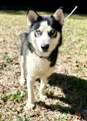 Enlarge Zion, a ADOPTABLE Siberian Husky in Covington, LA image 2/6