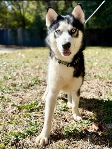 Enlarge Zion, a ADOPTABLE Siberian Husky in Covington, LA image 3/6