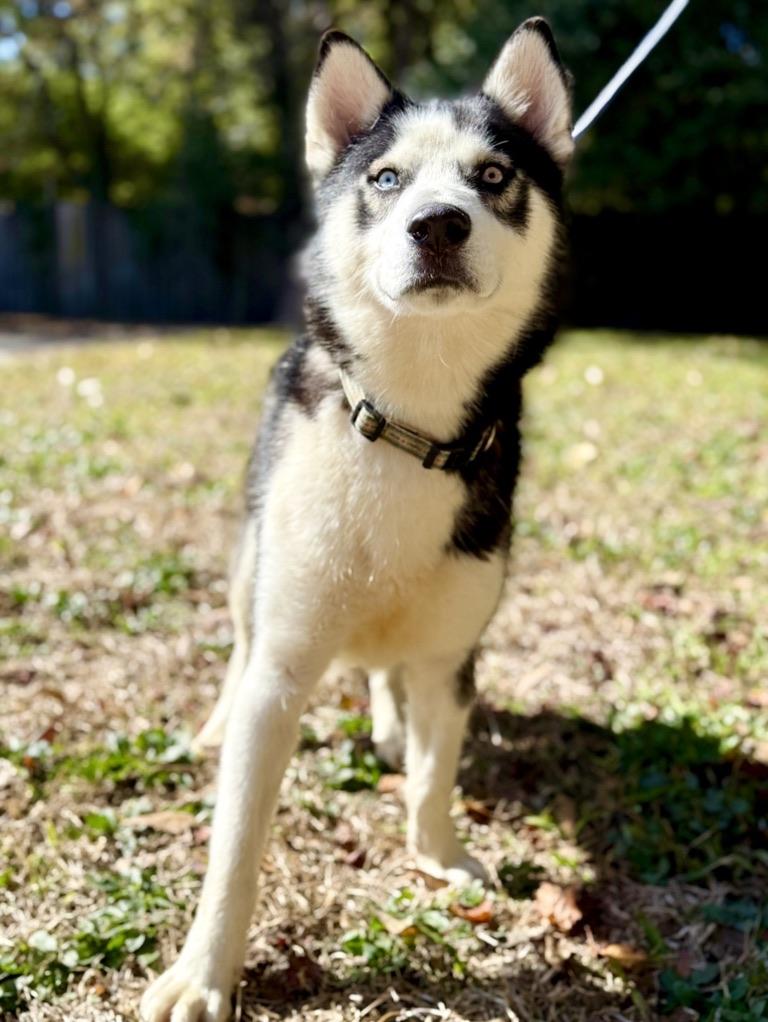 Enlarge Zion, a ADOPTABLE Siberian Husky in Covington, LA image 4/6
