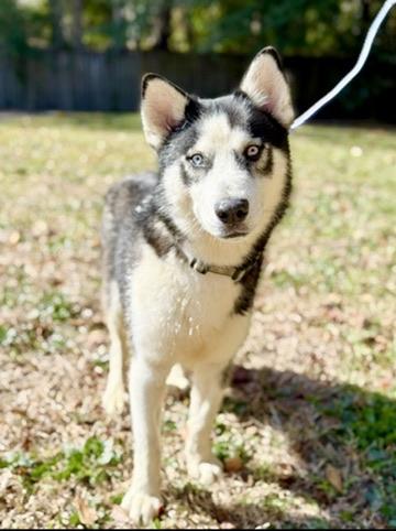 Enlarge Zion, a ADOPTABLE Siberian Husky in Covington, LA image 5/6