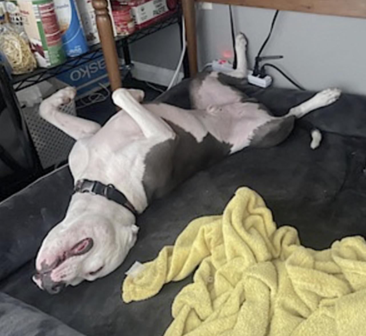 Ollie — thumbnail 4