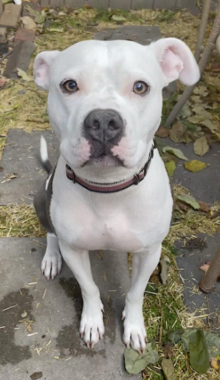 Ollie — thumbnail 5