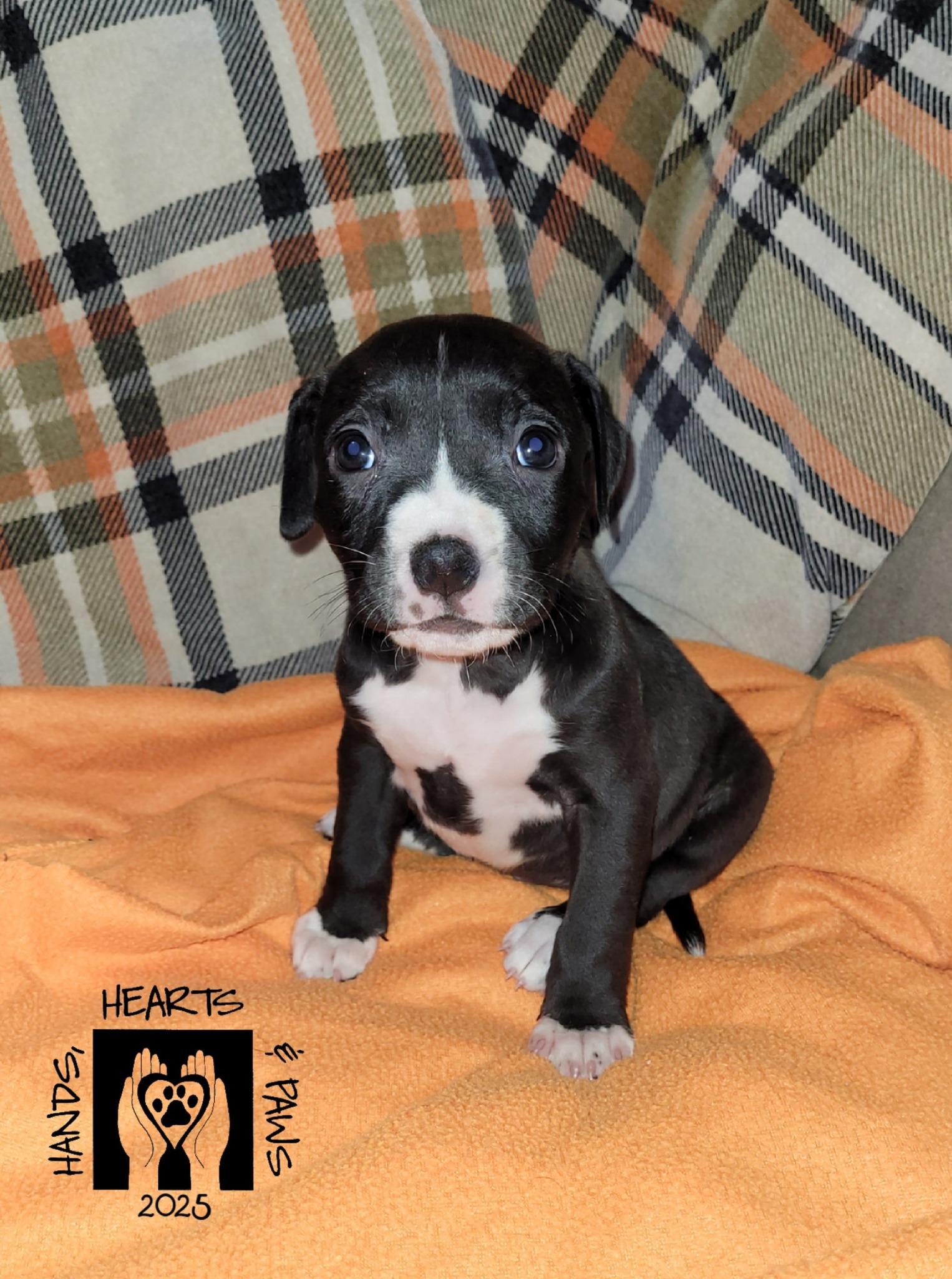 Cornucopia thumbnail 2