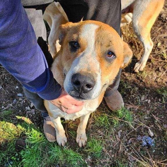 Roulette 0124, Adoptable, Young Male McNab & Great Pyrenees.