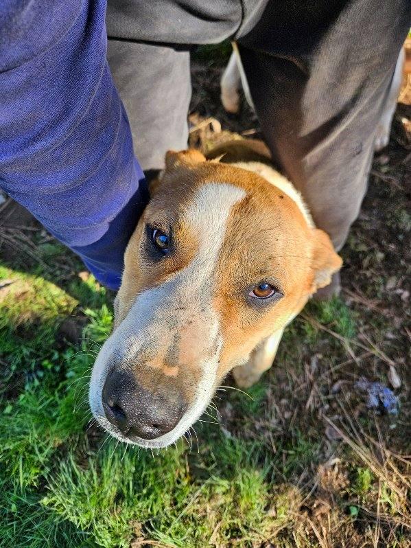 Roulette 0124, a Adoptable mixed breed in Sonora, CA image 3/4
