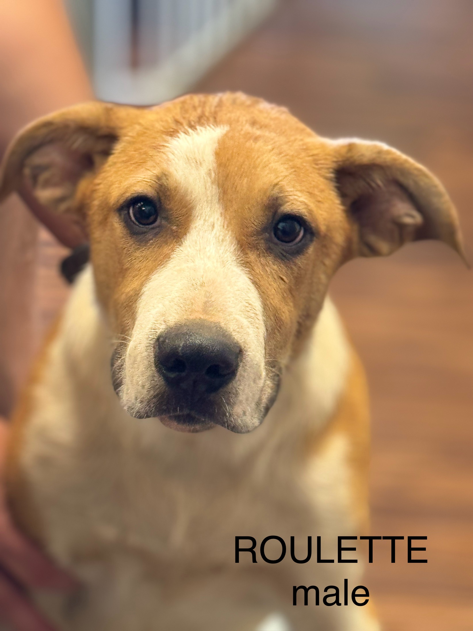 Roulette 0124, a Adoptable mixed breed in Sonora, CA image 2/4