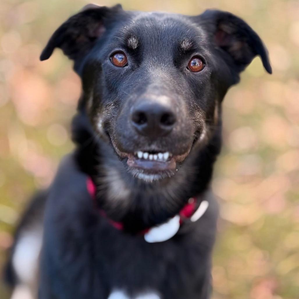 Percy the Tripod, Adoptable, Adult Male German Shepherd Dog & Border Collie.