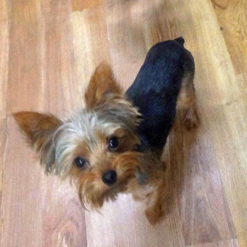 Enlarge DEREK, a ADOPTABLE mixed breed in Trufant, MI image 2/4