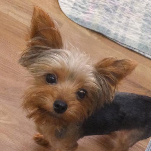 DEREK, ADOPTABLE, Young Male Yorkshire Terrier & Silky Terrier.