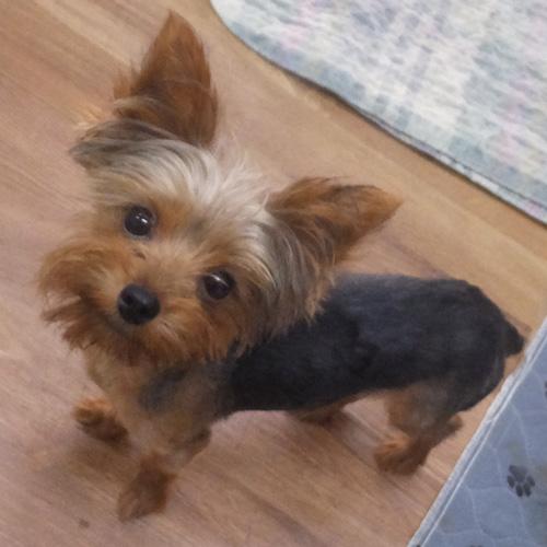 Enlarge DEREK, a ADOPTABLE mixed breed in Trufant, MI image 3/4