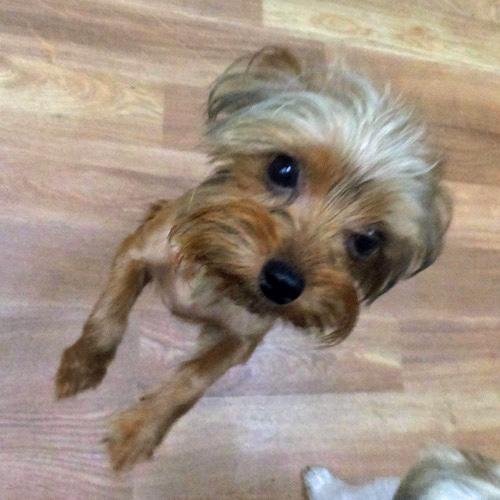 Enlarge DEREK, a ADOPTABLE mixed breed in Trufant, MI image 4/4