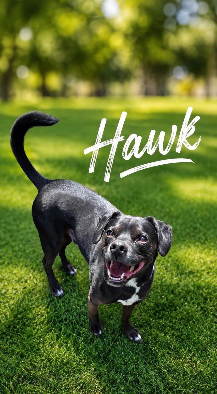 Hawk, adoptable, Adult Male Beagle.