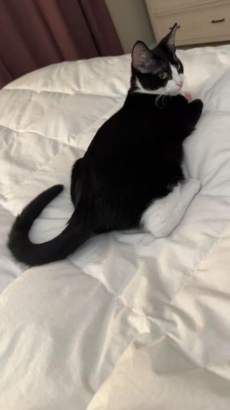 Enlarge Dollar, a Adoptable mixed breed in Sunnyvale, CA image 2/3