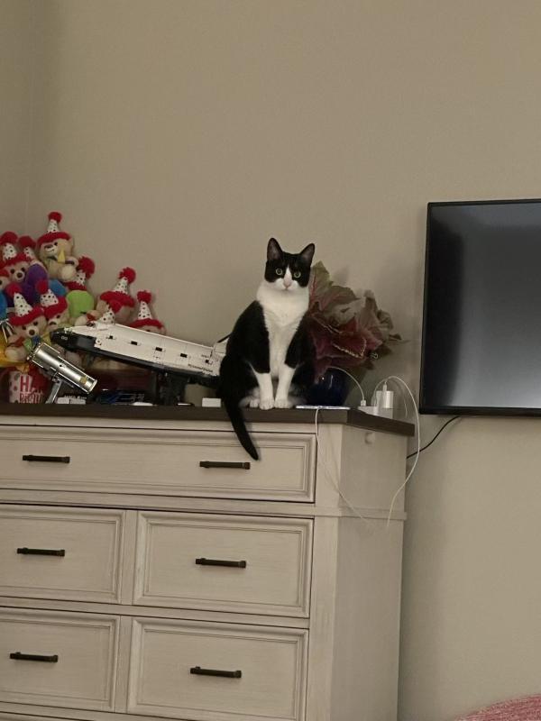 Enlarge Dollar, a Adoptable mixed breed in Sunnyvale, CA image 3/3