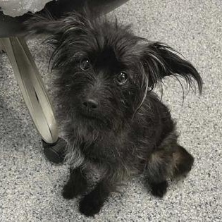 Lily, adopted, Adult Female Terrier.