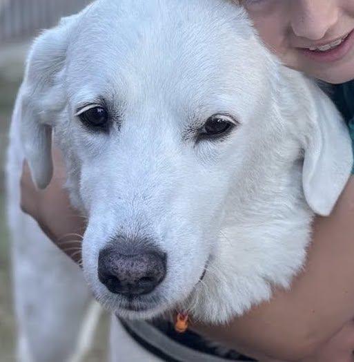 Stella, a Adoptable Great Pyrenees in Garland, TX image 1/3