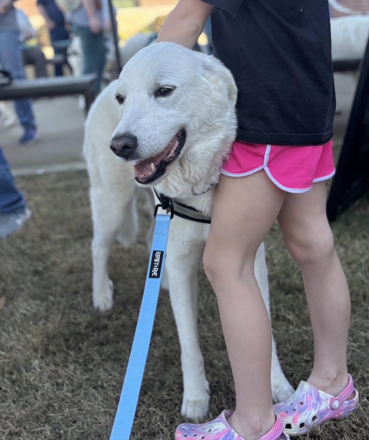 Stella, a Adoptable Great Pyrenees in Garland, TX image 2/3