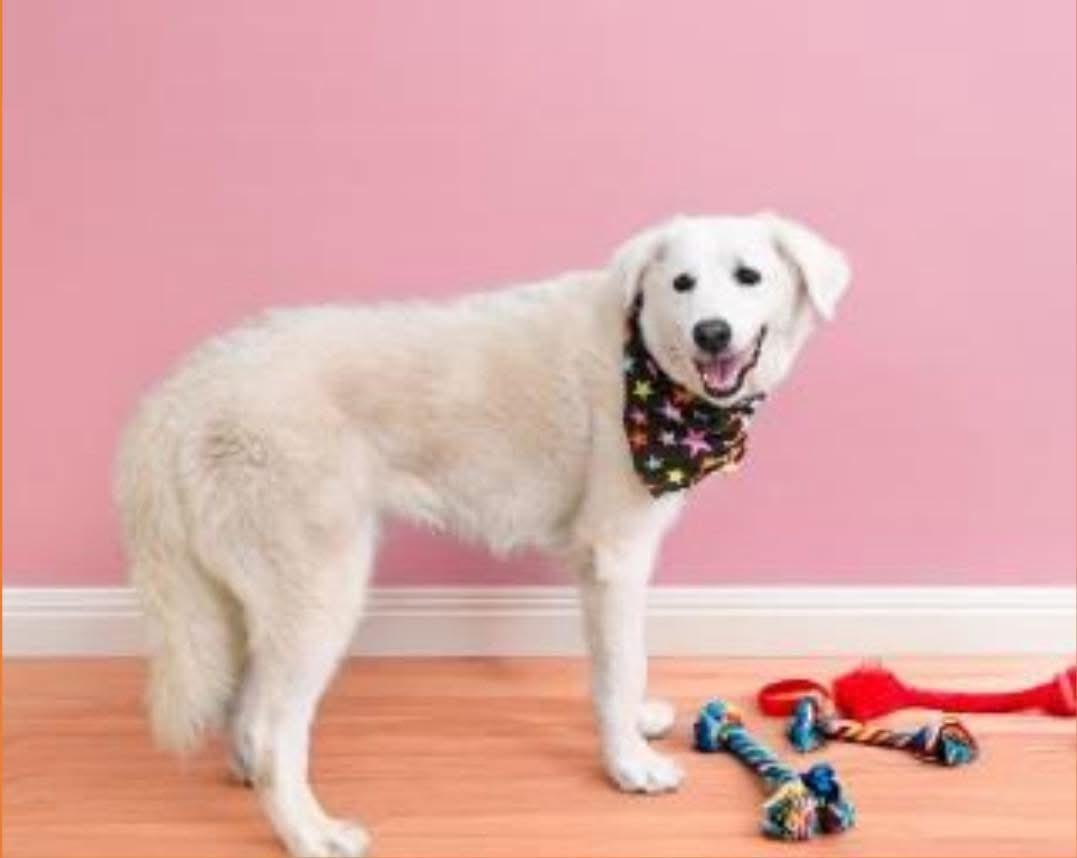 Stella, a Adoptable Great Pyrenees in Garland, TX image 3/3