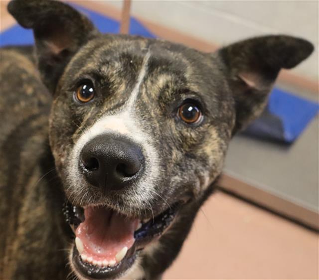 Enlarge MILO, a Adoptable Mixed Breed in Columbia, SC image 1/1