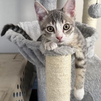 Hi there- I am Cedrick and I am very energetic and VERY affectionate and I love