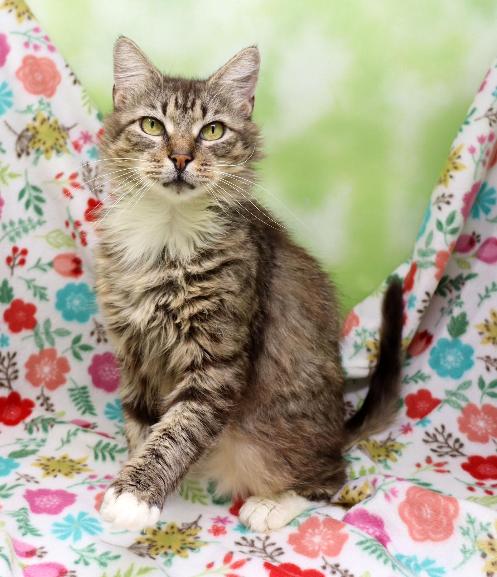 Enlarge Girly Girl, a ADOPTABLE Domestic Medium Hair in Tierra Verde, FL image 3/3