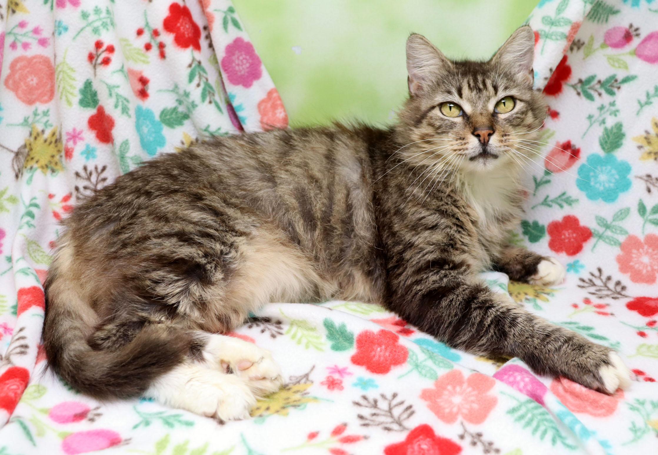 Enlarge Girly Girl, a ADOPTABLE Domestic Medium Hair in Tierra Verde, FL image 2/3