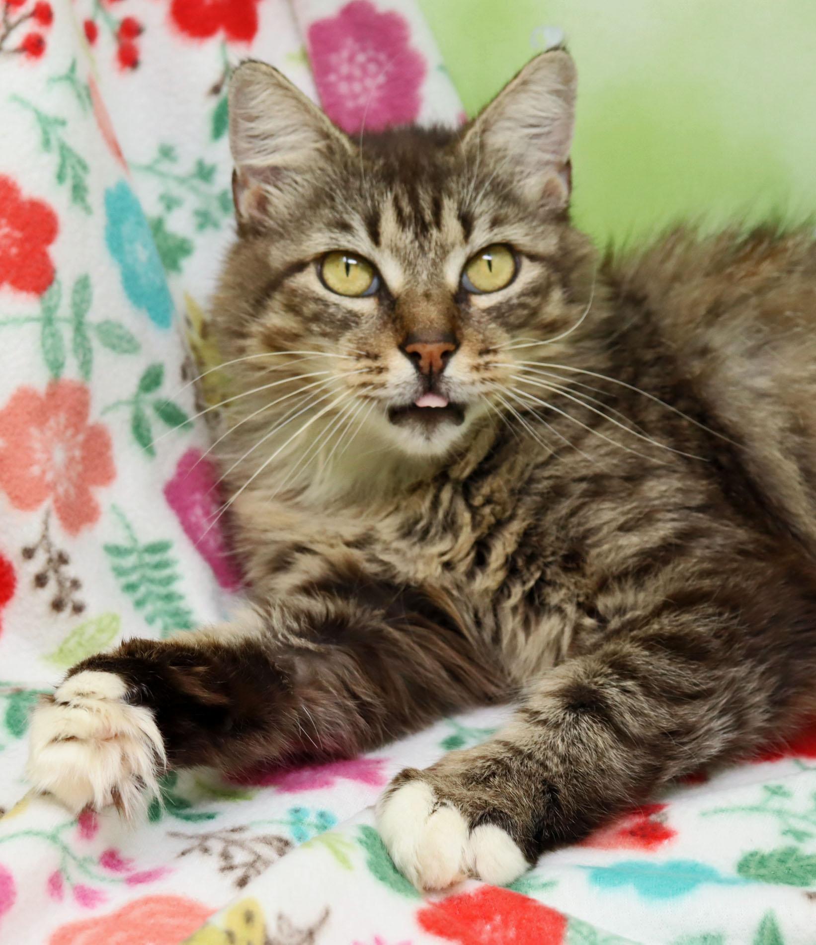 Girly Girl, ADOPTABLE, Adult Female Domestic Medium Hair.