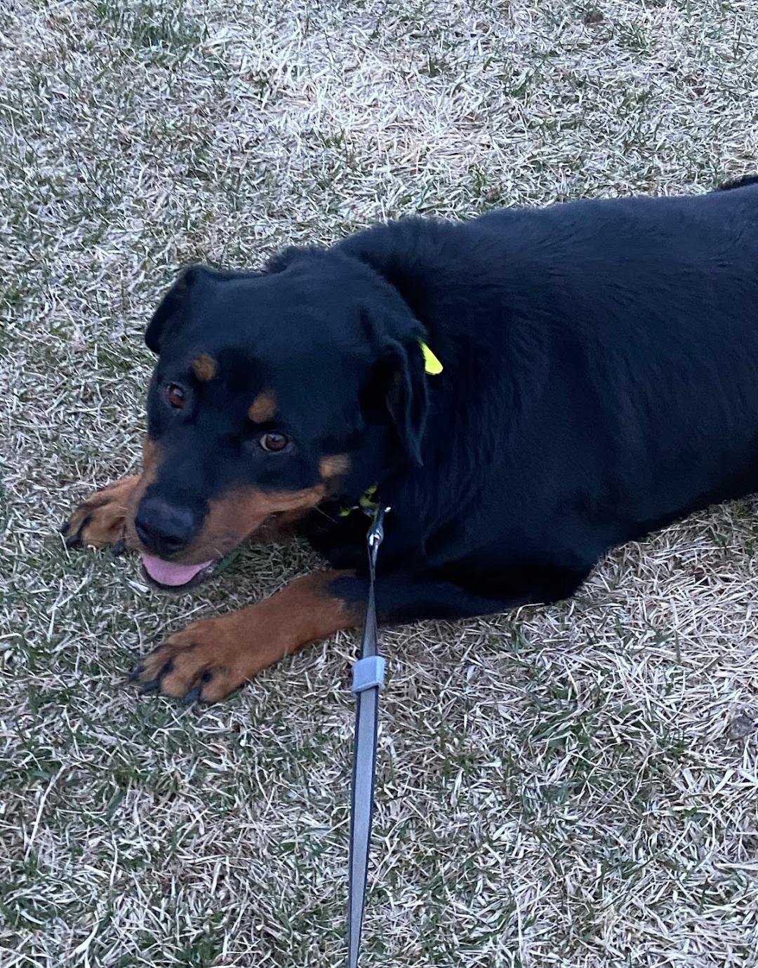 Molly - Bonded to Blake, a ADOPTABLE Rottweiler in Davison, MI image 2/4