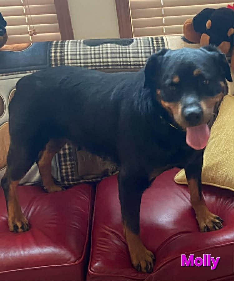 Molly - Bonded to Blake, a ADOPTABLE Rottweiler in Davison, MI image 1/4