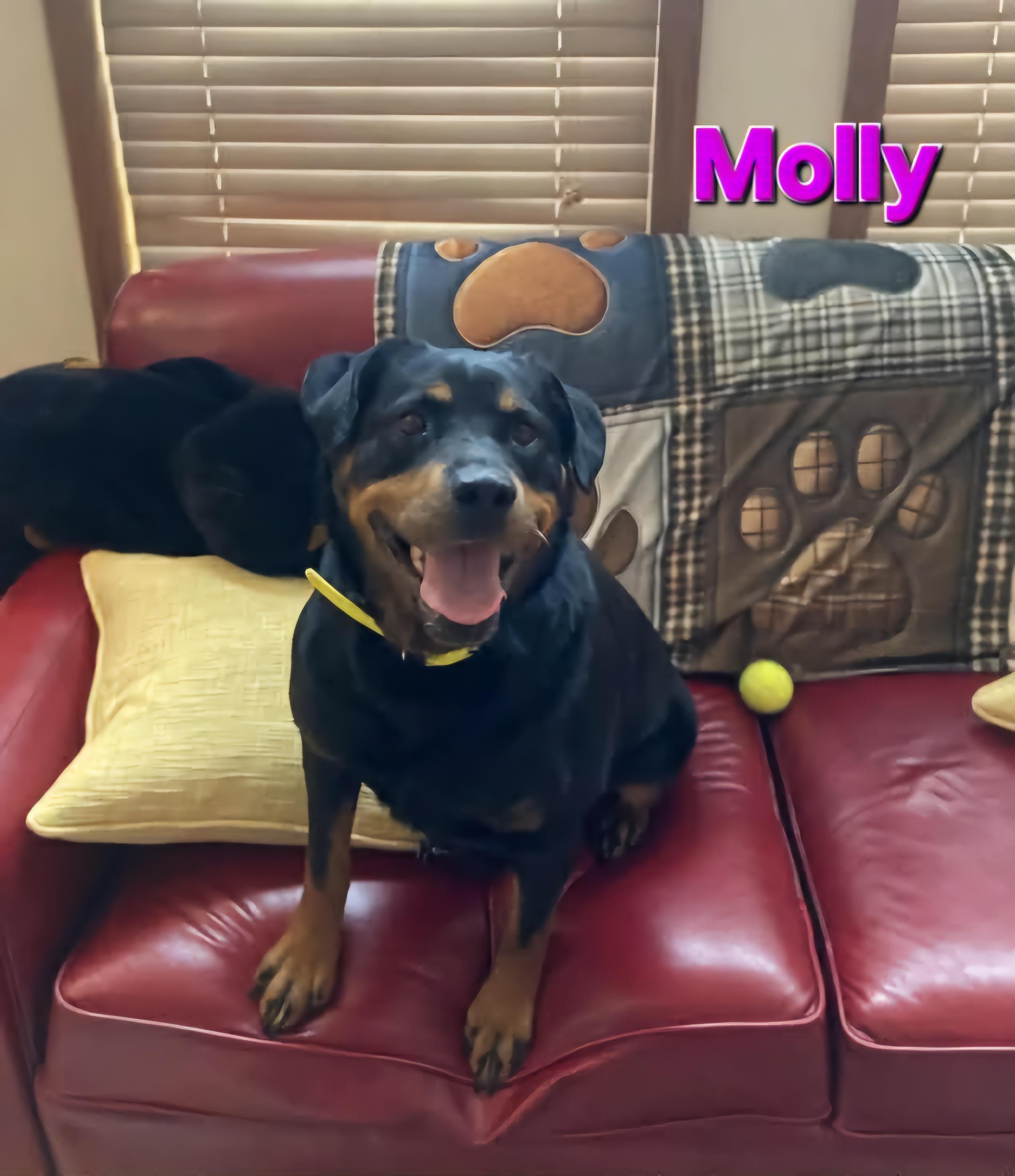 Molly - Bonded to Blake, a ADOPTABLE Rottweiler in Davison, MI image 4/4