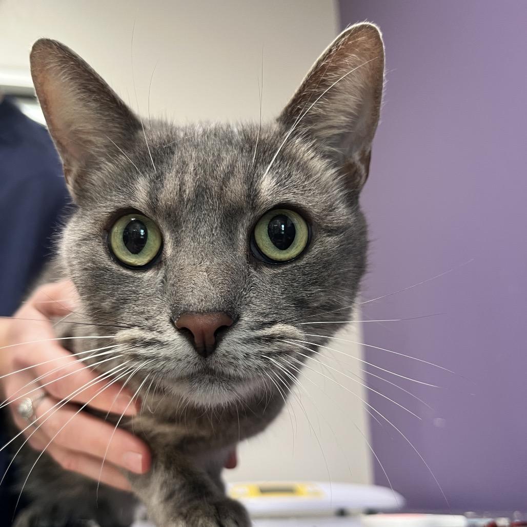 Zoe, Adoptable, Senior Female Domestic Short Hair & Domestic Long Hair.