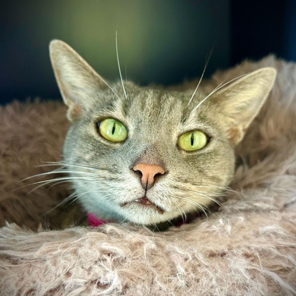 Enlarge Zoe, a Adoptable mixed breed in Englewood, FL image 2/4