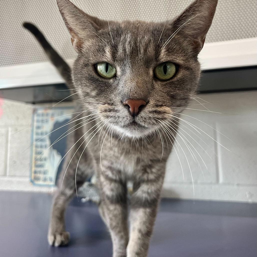 Enlarge Zoe, a Adoptable mixed breed in Englewood, FL image 3/4