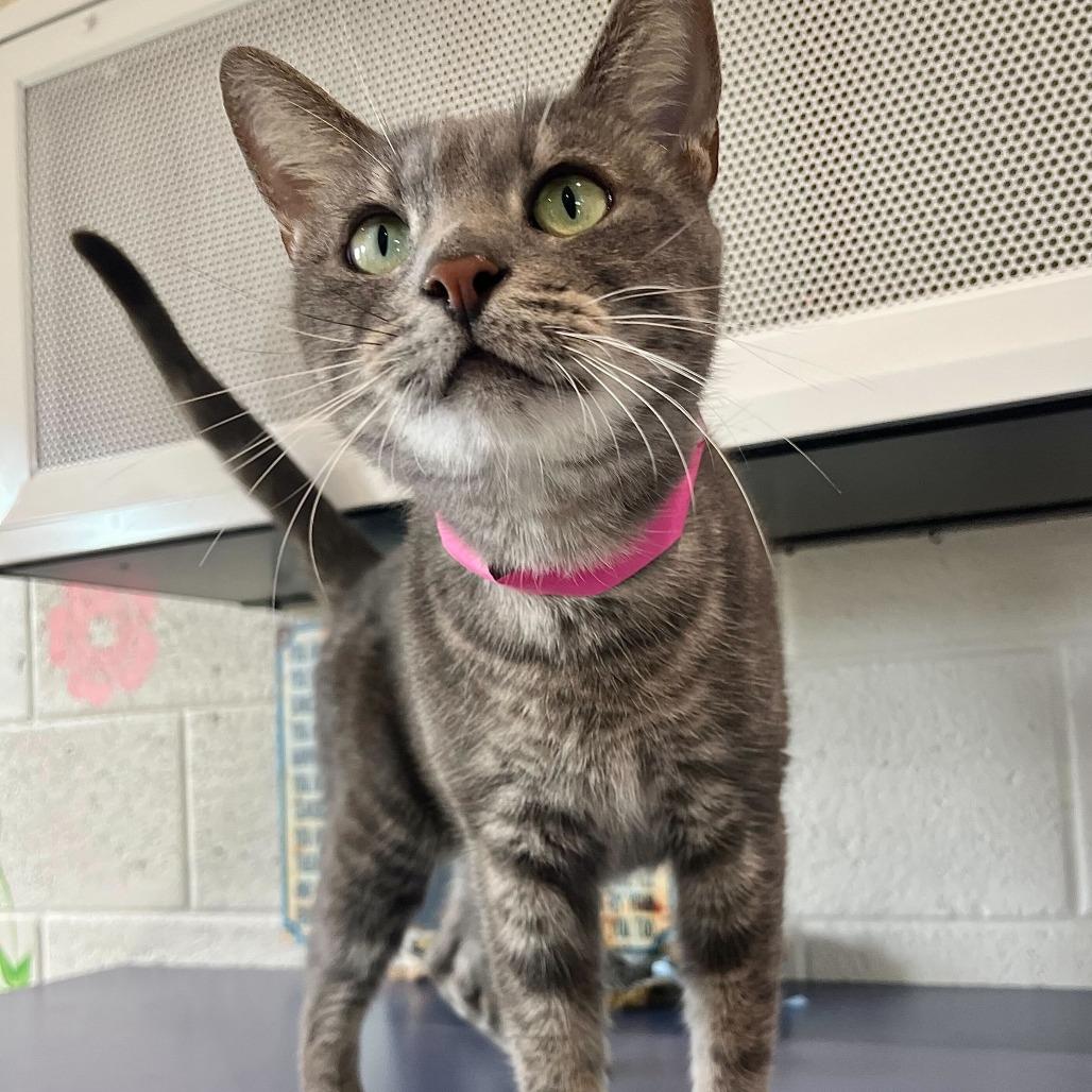 Enlarge Zoe, a Adoptable mixed breed in Englewood, FL image 4/4