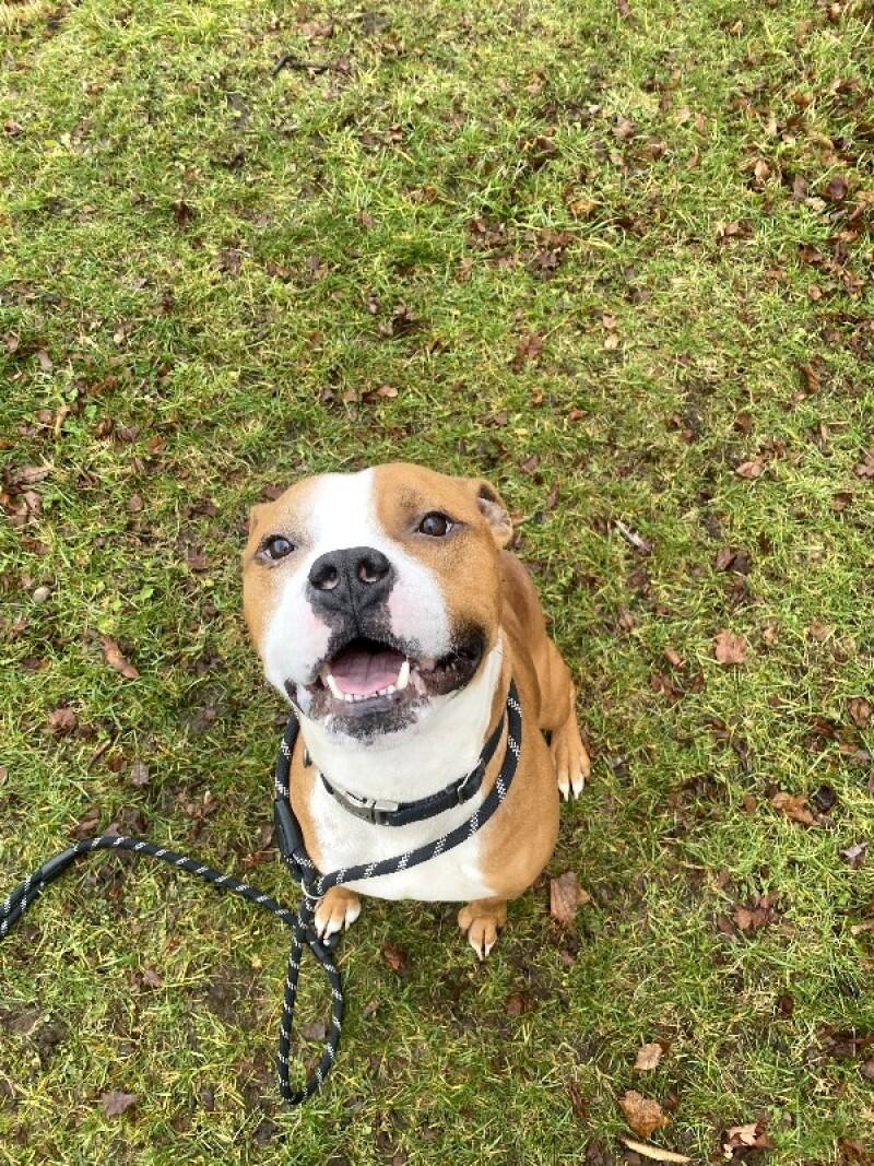 Tank, Adoptable, Young Male Pit Bull Terrier & Mixed Breed.