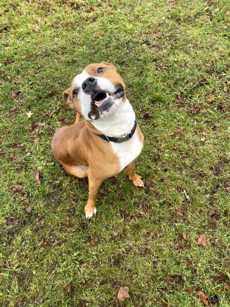 Tank, a Adoptable mixed breed in Cortland, NY image 2/6