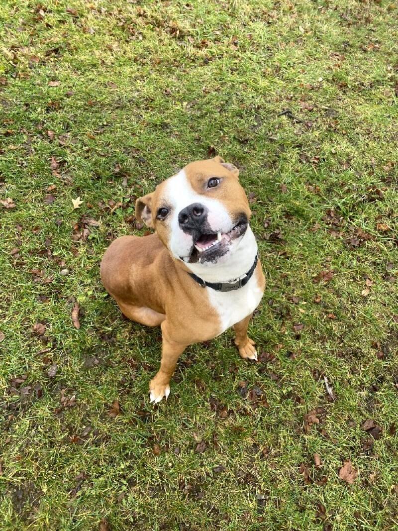 Tank, a Adoptable mixed breed in Cortland, NY image 3/6