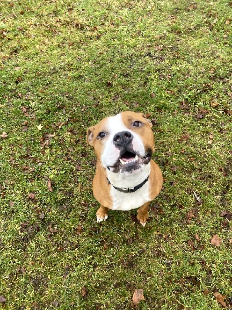 Tank, a Adoptable mixed breed in Cortland, NY image 4/6