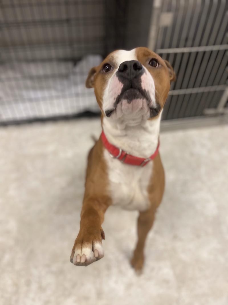 Tank, a Adoptable mixed breed in Cortland, NY image 5/6