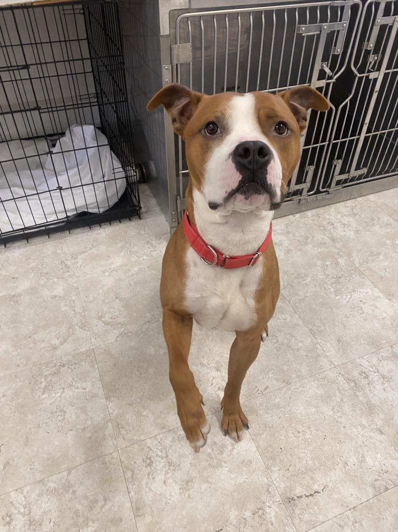 Tank, a Adoptable mixed breed in Cortland, NY image 6/6