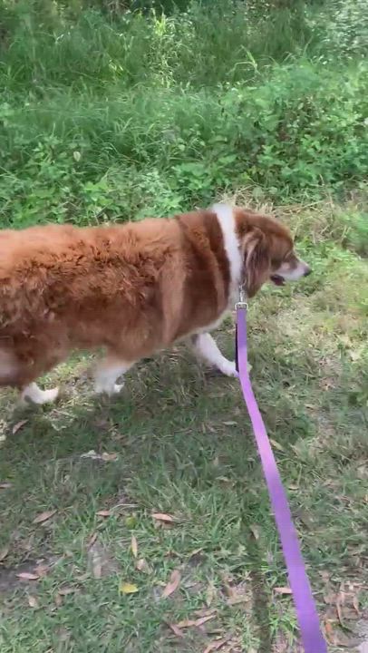 Enlarge Maxx, a Adopted Australian Shepherd in Bonita Springs, FL video 1/4