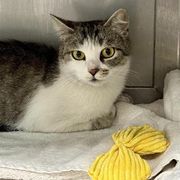 Kayla, Adoptable, Adult Female Domestic Short Hair.