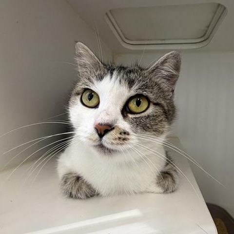 Enlarge Kayla, a Adoptable Domestic Short Hair in Hawthorne, CA image 2/2
