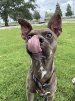 Kevin Hart (142707) (In a Foster Home)