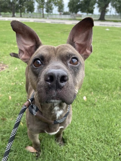 Kevin Hart (142707) (In a Foster Home)