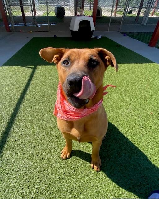 Enlarge Poundcake, a ADOPTABLE Mountain Cur in Fayetteville, AR image 4/4