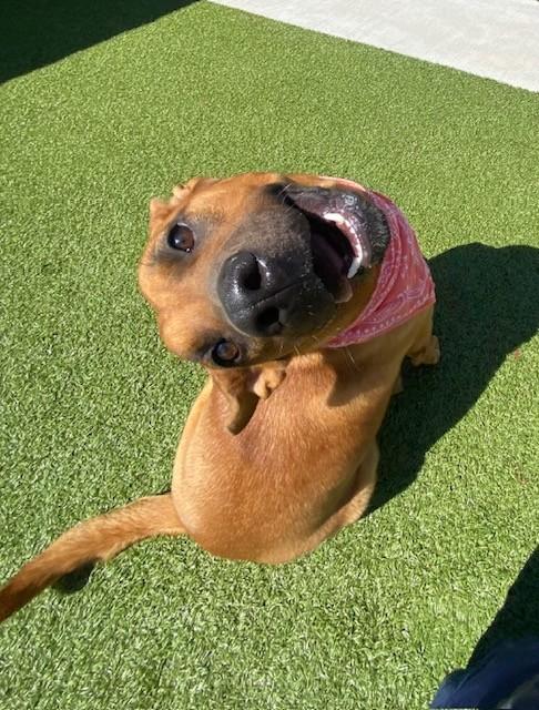 Enlarge Poundcake, a ADOPTABLE Mountain Cur in Fayetteville, AR image 3/4