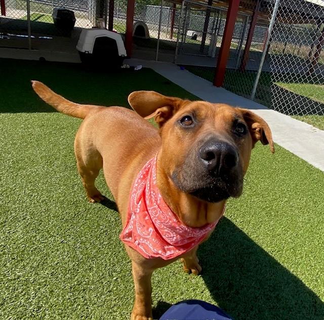 Enlarge Poundcake, a ADOPTABLE Mountain Cur in Fayetteville, AR image 2/4