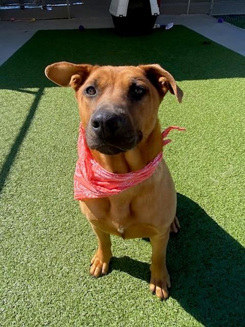 Poundcake, ADOPTABLE, Young Female Mountain Cur.