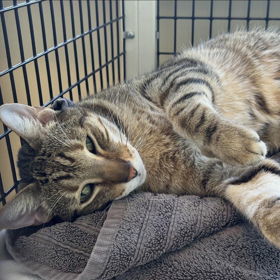 Sherman, Adoptable, Senior Male Tabby.